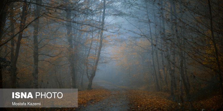 ایران زیبا؛ جنگل‌های ساری