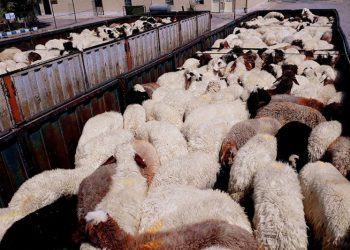 انهدام پنج باند بزرگ قاچاق دام توسط وزارت اطلاعات