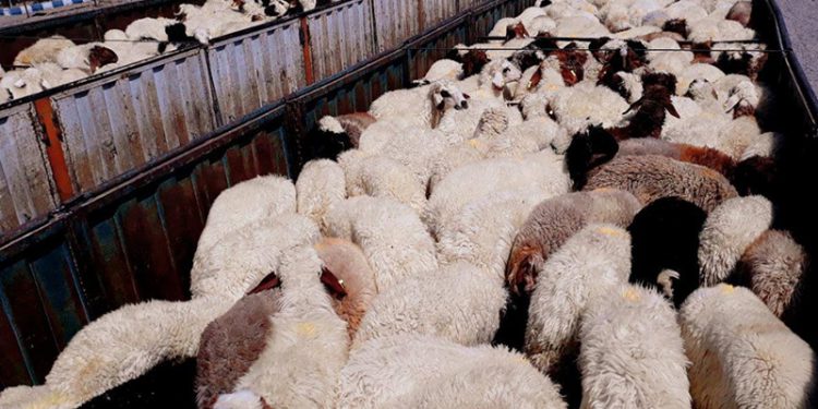 انهدام پنج باند بزرگ قاچاق دام توسط وزارت اطلاعات