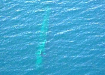 فیلم هشدار ارتش ایران به زیر دریایی بیگانه