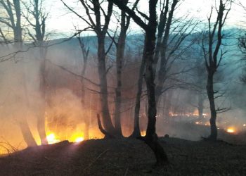 زمستان داغ جنگل‌های هیرکانی