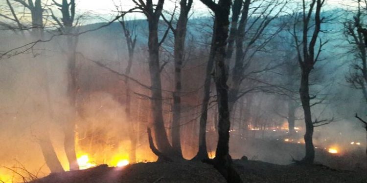 زمستان داغ جنگل‌های هیرکانی