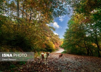 ایران زیباست؛ پارک جنگلی ساری