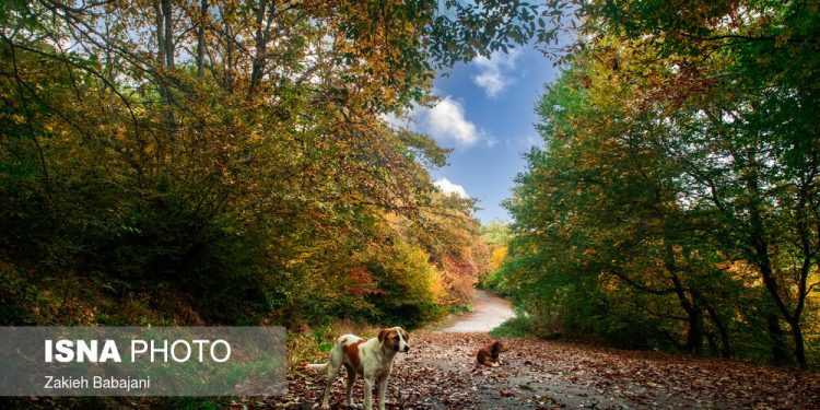 ایران زیباست؛ پارک جنگلی ساری