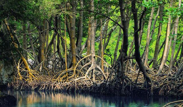 بهای نابودی حرا