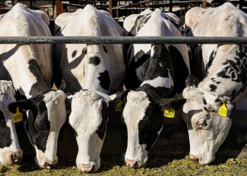 ۵۱ درصد برنامه طرح پیشران افزایش تولید گوشت قرمز کردستان محقق شد