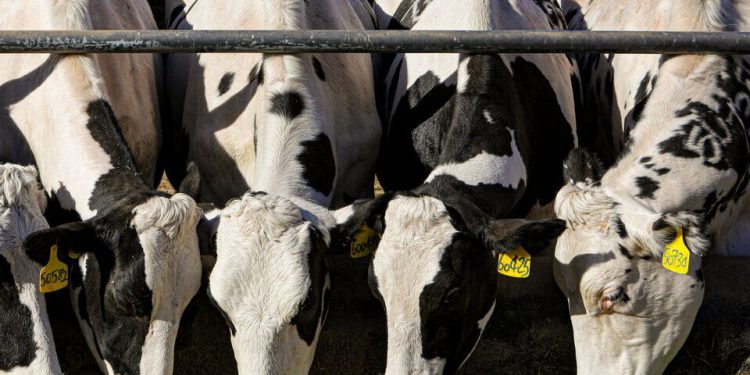 ۵۱ درصد برنامه طرح پیشران افزایش تولید گوشت قرمز کردستان محقق شد