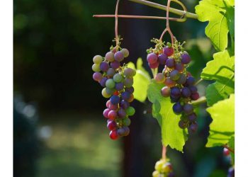 انگور از پوست انسان در برابر خورشید محافظت می‌کند