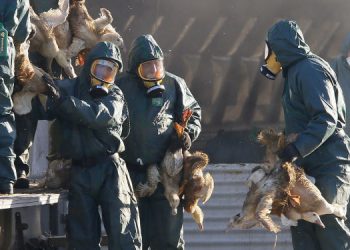 گونه جدید آنفلوآنزای پرندگان در الجزایر شناسایی شد