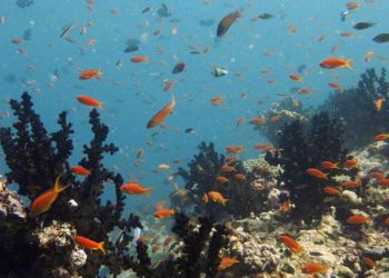 تامین ۷۰ درصد شبکه غذایی صخره های مرجانی از منابع اقیانوسی