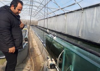 تولید طلای سبز سرشار از پروتئین در جوار دریاچه ارومیه