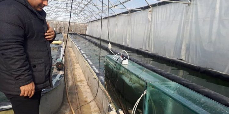 تولید طلای سبز سرشار از پروتئین در جوار دریاچه ارومیه