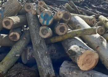 تولید چوب حرارتی با حمایت صندوق نوآوری و شکوفایی