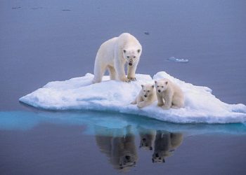 ذوب یخ‌ها و انقراض تدریجی خرس‌های قطبی