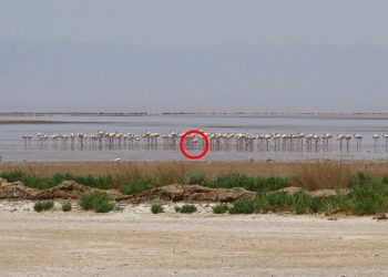 مشاهده فلامینگوی کوچک برای نخستین بار در قم