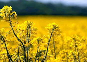 مجوز احداث کارخانه روغن کشی کلزا در ایلام صادر شد