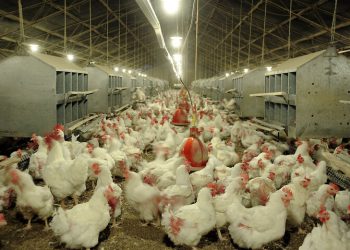 جلوگیری از ضرر و زیان به مرغداران در کردستان جهت تداوم تولید ضروری است