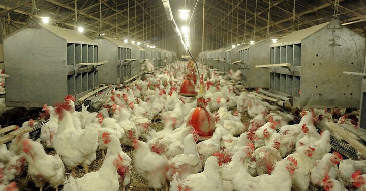 جلوگیری از ضرر و زیان به مرغداران در کردستان جهت تداوم تولید ضروری است