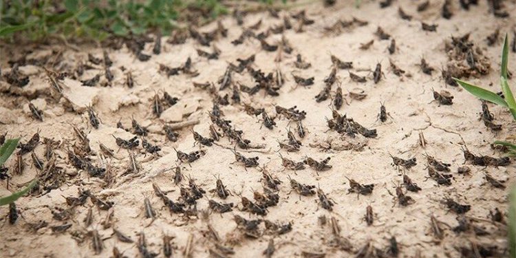 خوزستان برای مقابله با ورود ملخهای دریایی آماده شد