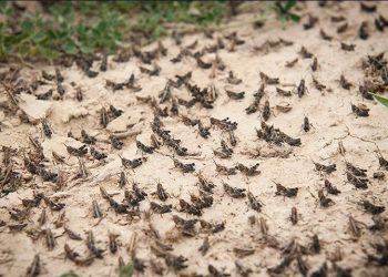 هجوم ملخ صحرایی به ایران از اواخر هفته جاری