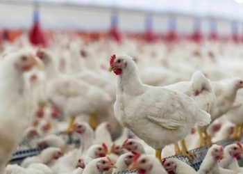 نامتعادل بودن بازار مرغ ناشی از افزایش قیمت گوشت قرمز و حبوبات