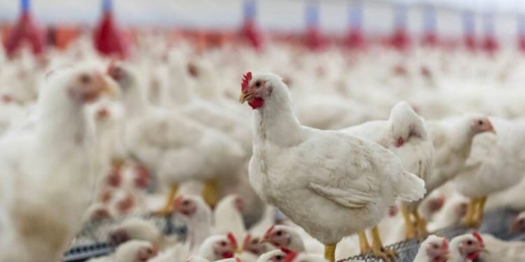 نامتعادل بودن بازار مرغ ناشی از افزایش قیمت گوشت قرمز و حبوبات