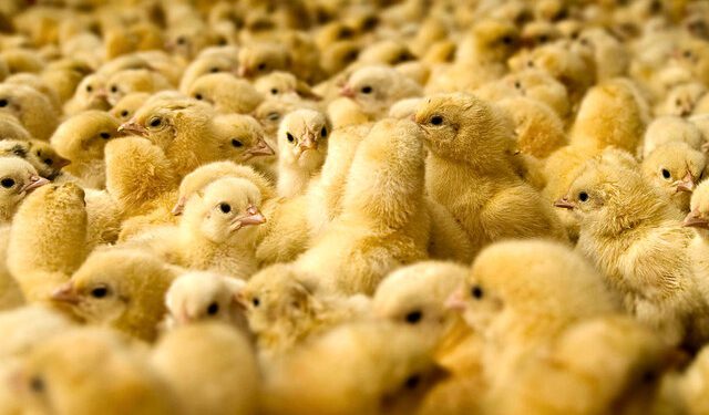 کشف هزاران قطعه جوجه یک روزه در مرز بانه