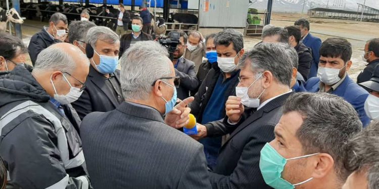 ظرفیت تولید 40 هزار تن گوشت قرمز در استان کردستان