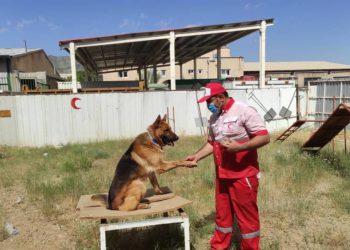 سگ های تجسس هلال احمر؛ همراه همیشگی بحران ها