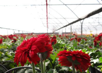 زمانی برای آرامش خیال، با نظاره کردن گل‌ها