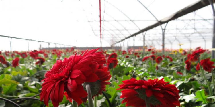 زمانی برای آرامش خیال، با نظاره کردن گل‌ها