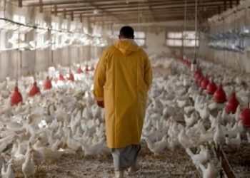 افزایش 11 درصدی جوجه ریزی در مرغداری های کردستان