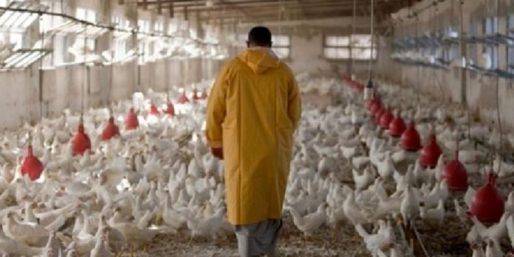 افزایش 11 درصدی جوجه ریزی در مرغداری های کردستان