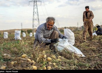 برداشت سیب زمینی از ۲۸۰۰ هکتار از زمین‌ها‌ی کرمانشاه