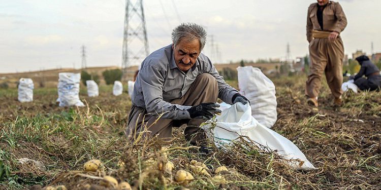 برداشت سیب زمینی از ۲۸۰۰ هکتار از زمینهای کرمانشاه