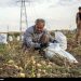 برداشت سیب زمینی از ۲۸۰۰ هکتار از زمینهای کرمانشاه