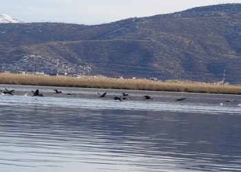 منابع آبی کردستان؛ زیستگاهی مناسب برای پرندگان مهاجر