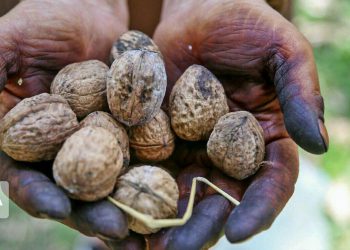 تولید 18هزار تن گردو در استان کردستان