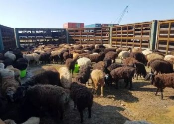 اولین محموله دام سبک به عراق رفت