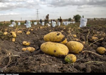 تولید بیش از 338 هزار تن سیب زمینی در کردستان