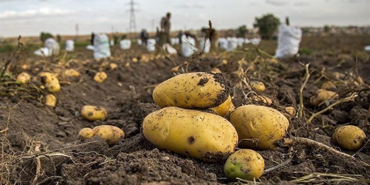 تولید بیش از 338 هزار تن سیب زمینی در کردستان