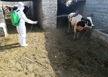 مرگ ٧ عراقی بە دلیل شیوع تب کریمه‌ کنگو