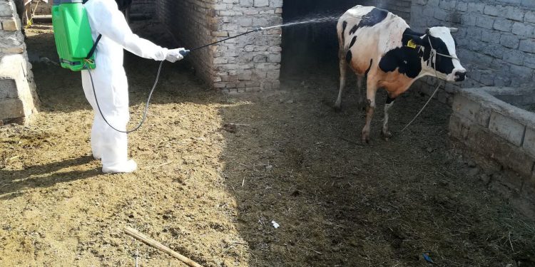 مرگ ٧ عراقی بە دلیل شیوع تب کریمه‌ کنگو