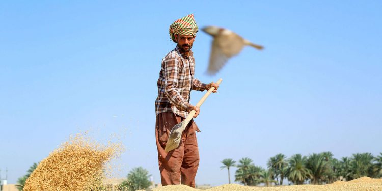 جنجال امنیت غذایی در عراق رنگ و بوی قضایی و سیاسی گرفت