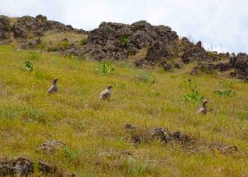 بازگشت850 واحد جاندار به زیستگاه های طبیعی استان کردستان