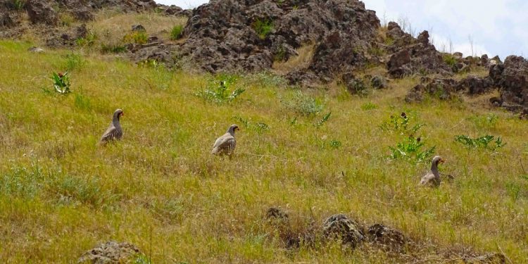 بازگشت850 واحد جاندار به زیستگاه های طبیعی استان کردستان