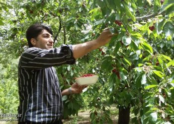 اشنویه پایتخت گیلاس،گوشه‌ای از بهشت آذربایجان‌غربی