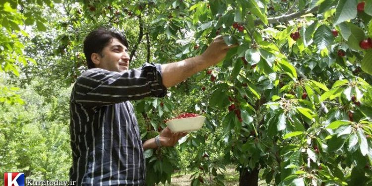 اشنویه پایتخت گیلاس،گوشه‌ای از بهشت آذربایجان‌غربی