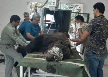 یک قلاده خرس قهوه‌ای زخمی در آمل زنده‌گیری شد