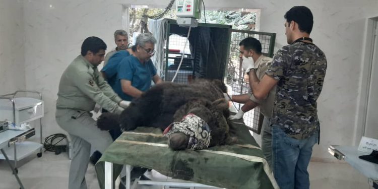 یک قلاده خرس قهوه‌ای زخمی در آمل زنده‌گیری شد